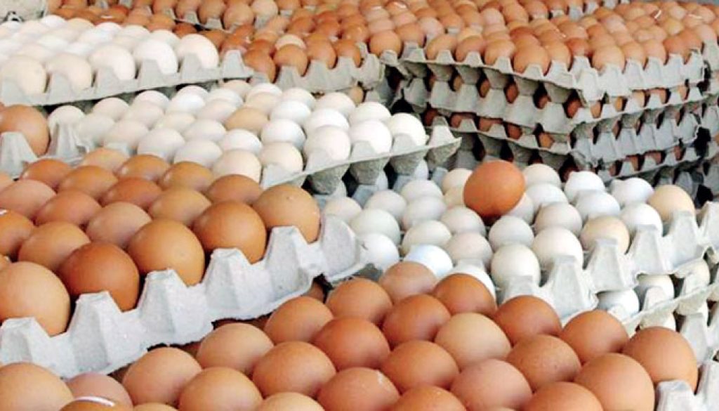 egg egg