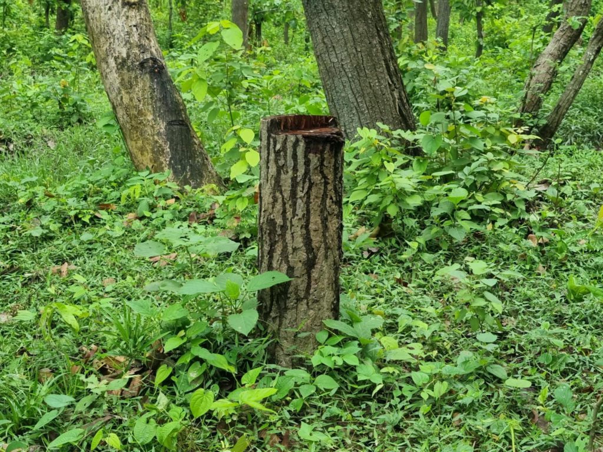 taskari2 taskari2