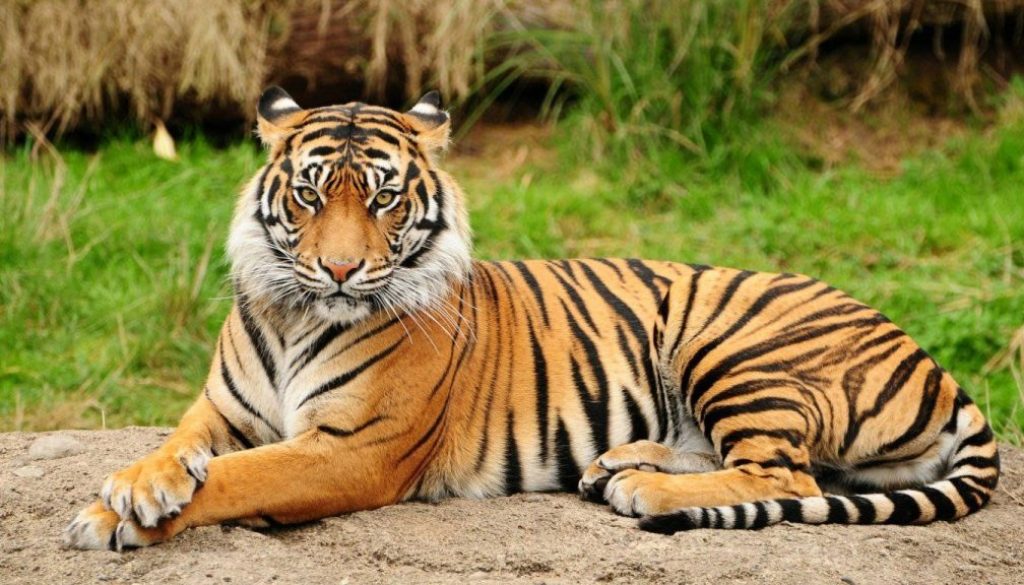 Tiger Tiger