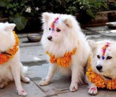 kukur tihar