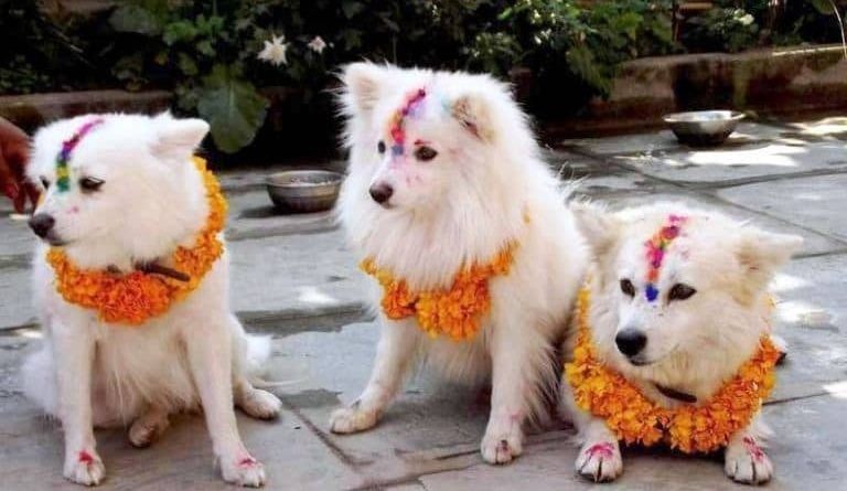 kukur tihar kukur tihar