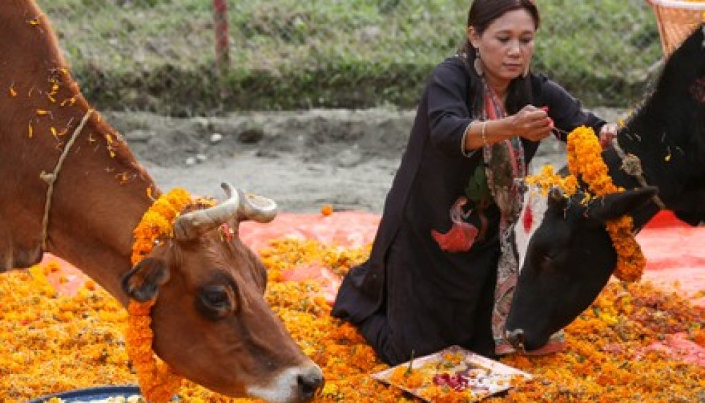 nepali-hindus-perform-rituals-gai-puja-cow-440nw-14857288h
