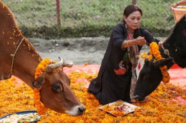 nepali-hindus-perform-rituals-gai-puja-cow-440nw-14857288h