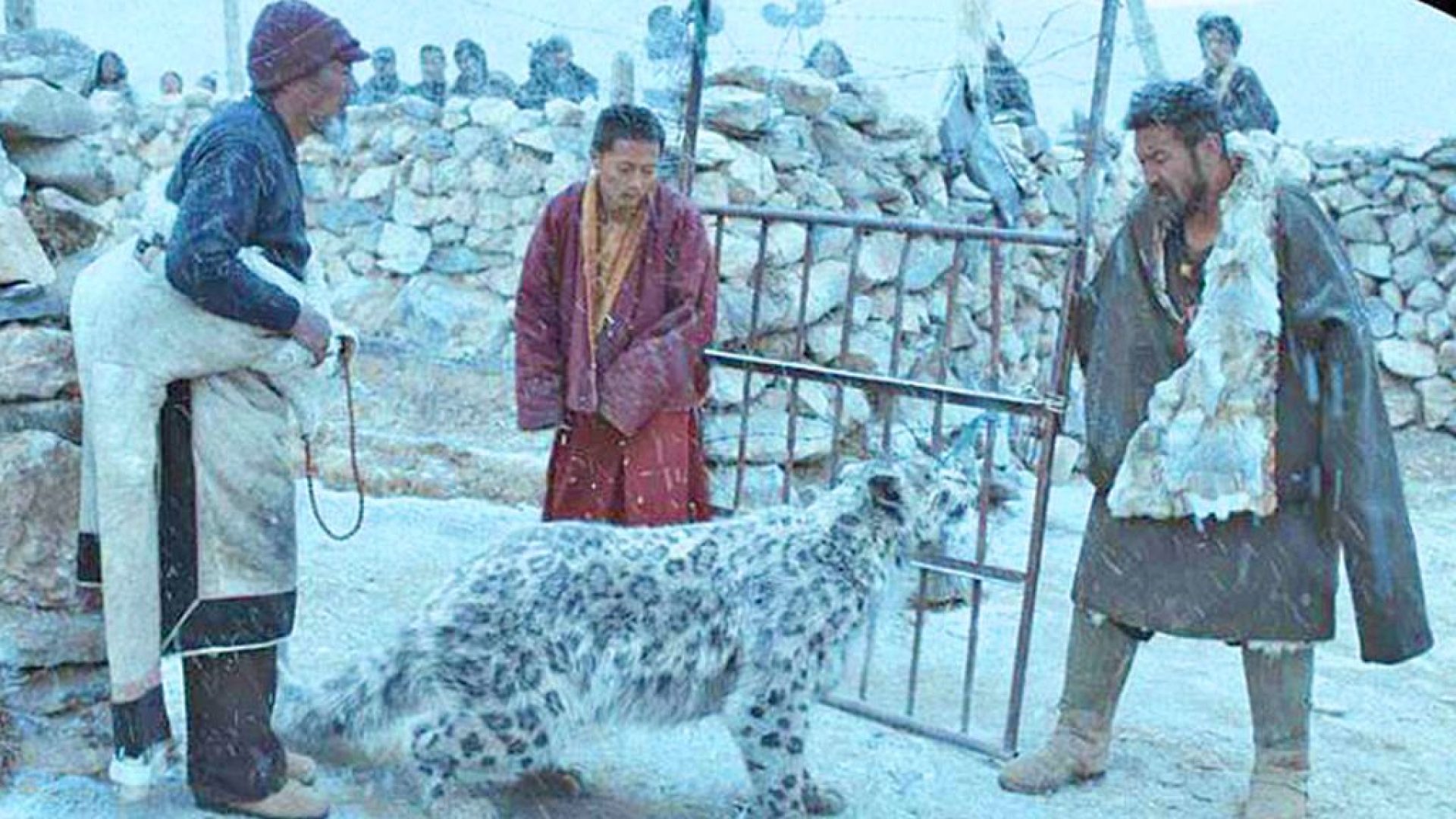 main-snow-leopard-panorama-film