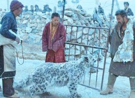 main-snow-leopard-panorama-film