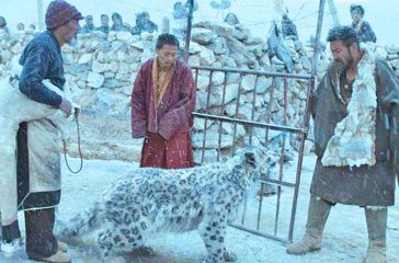 main-snow-leopard-panorama-film