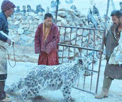 main-snow-leopard-panorama-film