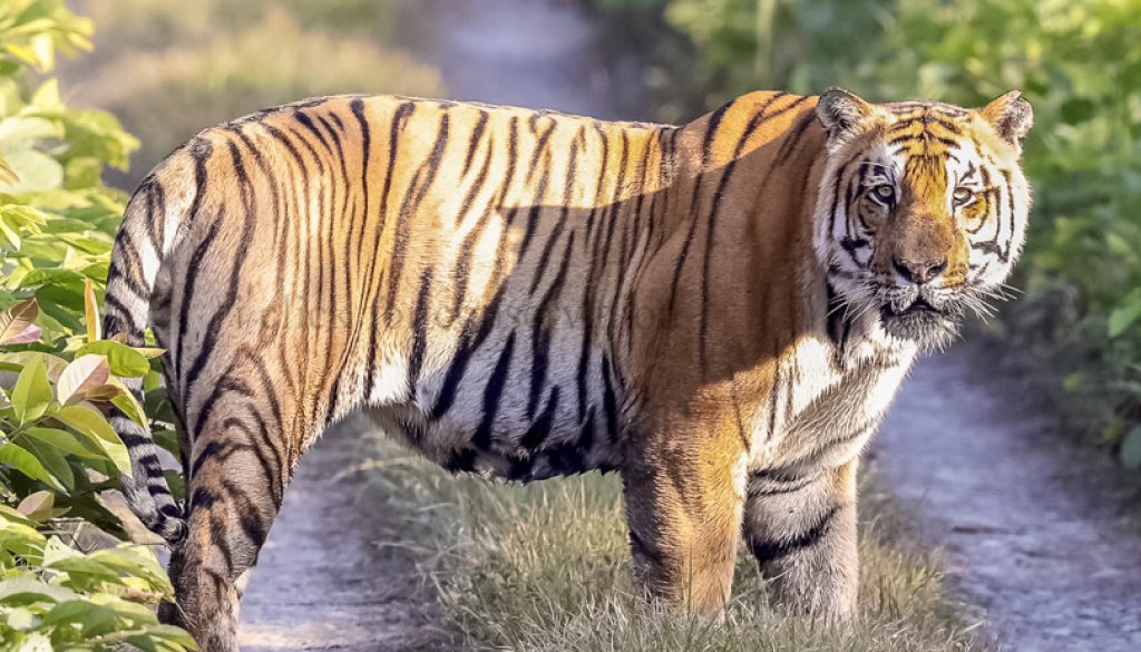 Tiger-in-chitwan-national-park-9-810x576-1