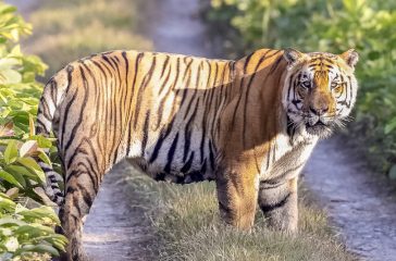 Tiger-in-chitwan-national-park-9-810x576-1