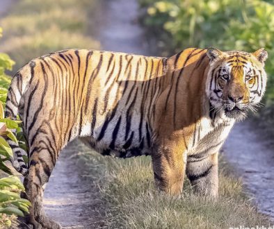 Tiger-in-chitwan-national-park-9-810x576-1