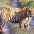 Tiger-in-chitwan-national-park-9-810x576-1